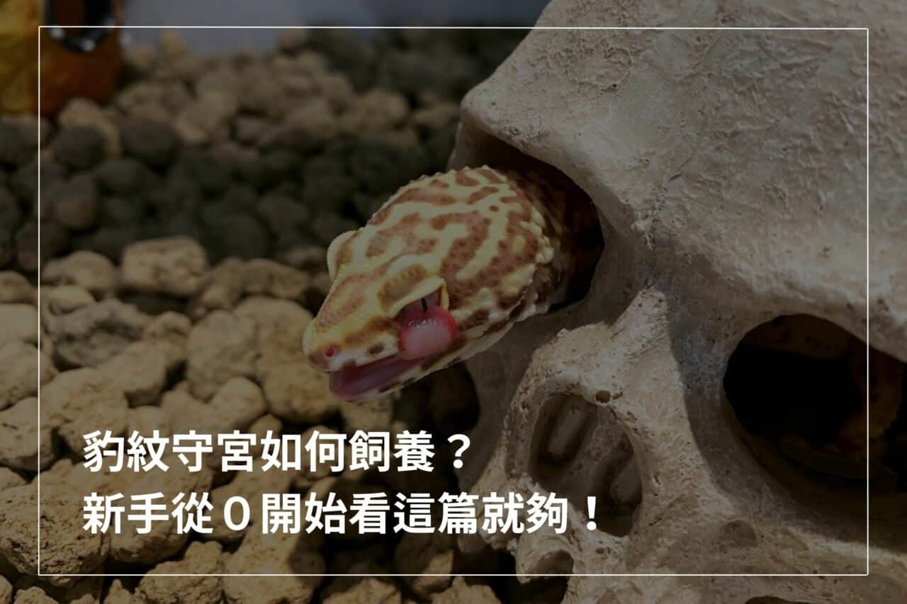 豹紋守宮全攻略：豹紋守宮是什麼？豹紋守宮怎麼養？ – 爬蟲特派員
