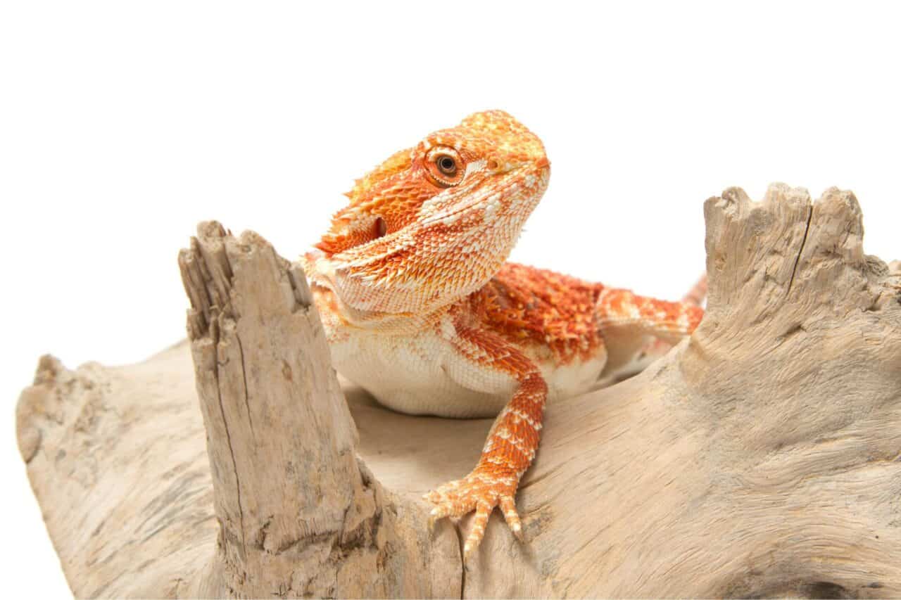 鬆獅蜥全攻略:鬆獅蜥飼養新手從0 開始! – 爬蟲特派員 鬆獅蜥全攻略:鬆獅蜥飼養新手從0 開始! – 爬蟲特派員