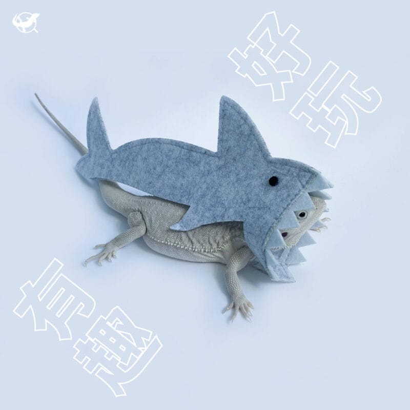 爬蟲鯊魚裝 L 號