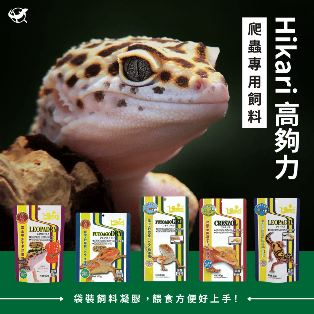 豹紋守宮全攻略：豹紋守宮是什麼？豹紋守宮怎麼養？ – 爬蟲特派員