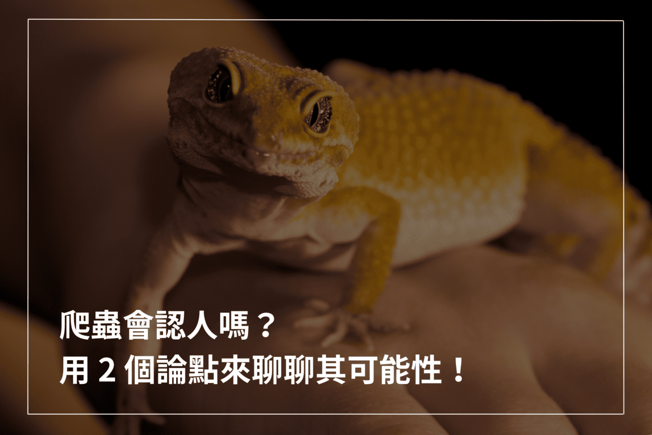 爬蟲會認人嗎？守宮會認主人嗎？用2 個論點來聊聊其可能性– 爬蟲特派員