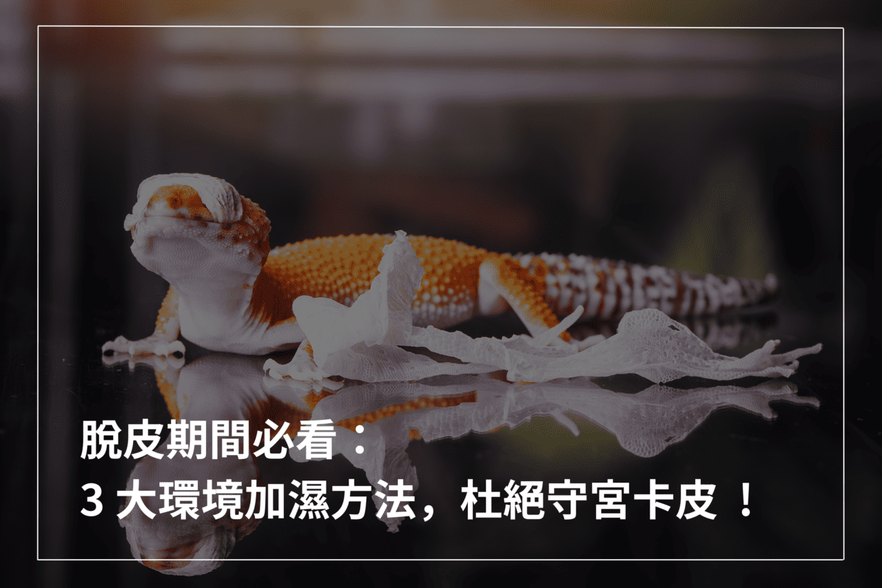 守宮脫皮期間必看:3 大環境加濕方法,杜絕守宮卡皮! – 爬蟲特派員