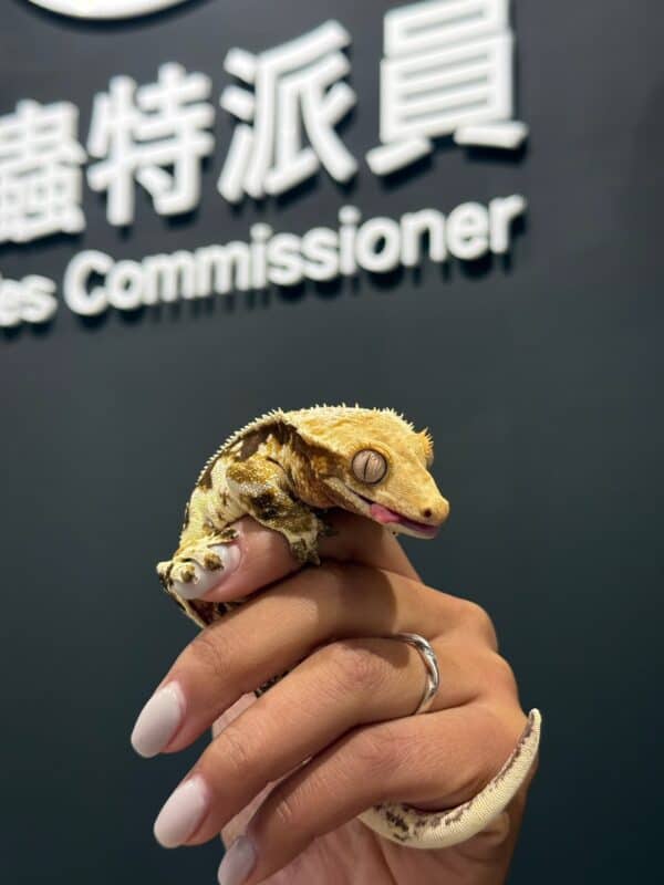 睫角守宮 / 爬蟲特派員店寵 － 手手