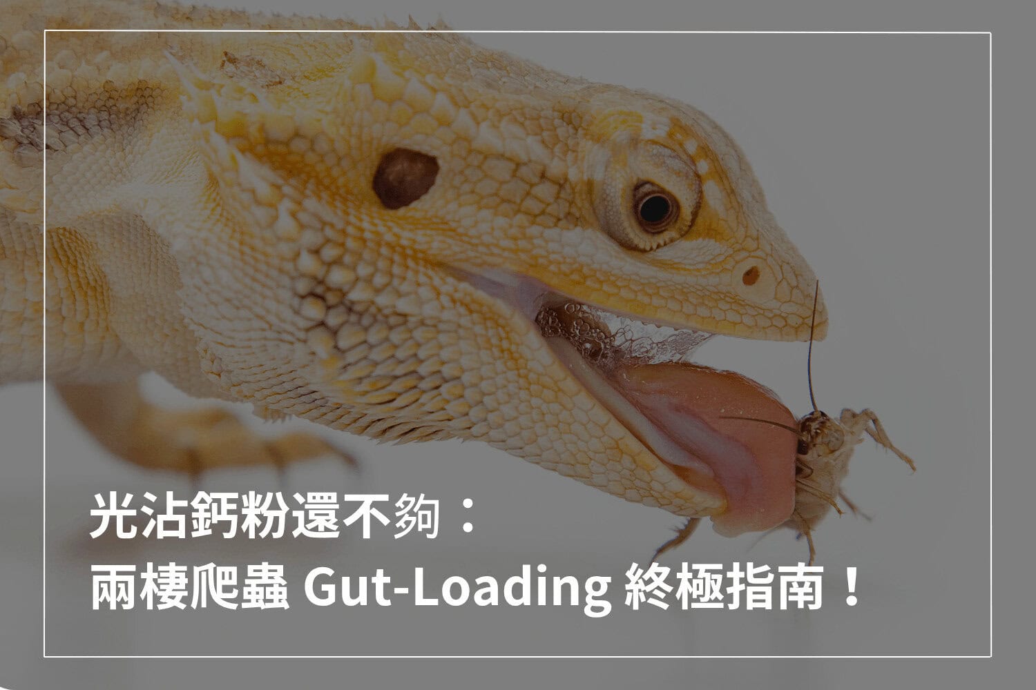 Gut-Loading ( 營養載體 ) 超詳細解析：有養兩棲爬蟲的飼主一定要看！